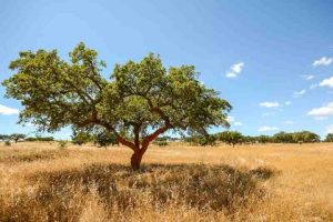 βελανιδιά Quercus Suber